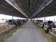 systèmes de vue en acier Pré-machinés multipliant la vache/cheval avec des panneaux de toit fournisseur