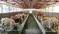 Systèmes de encadrement en acier préfabriqués durables de vache/cheval avec l'utilisation élevée flexible de l'espace fournisseur